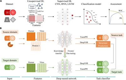 Deep Learning-Powered Prediction of Human-Virus Protein-Protein Interactions